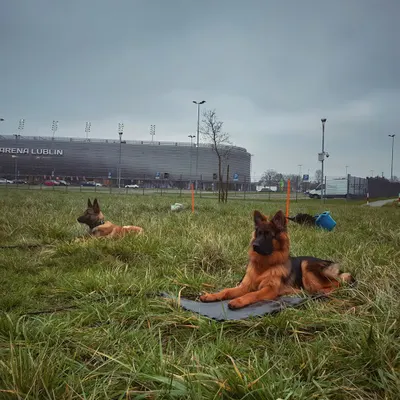 CANAAN Szkoła Psów